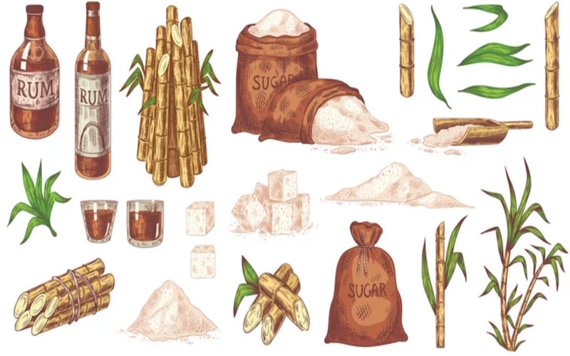 fabrication du rhum bio